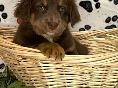 AKC/ ASCA Australian Shepherd female puppy