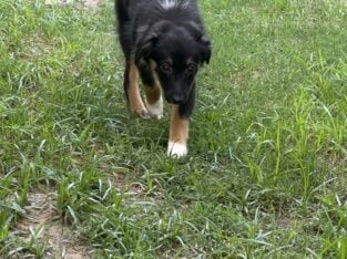 Harley mini aussie pup