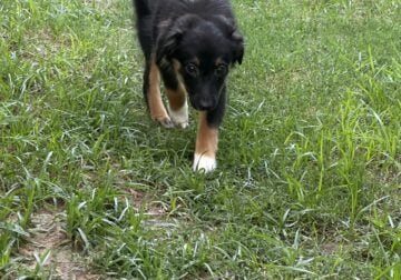 Harley mini aussie pup