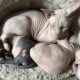SPHYNX KITTENS / males