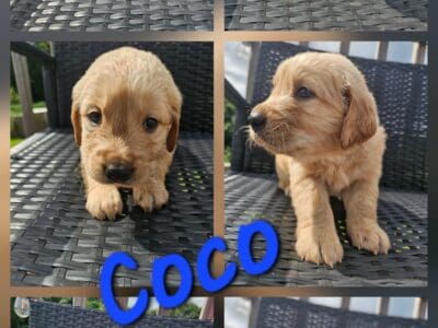 Golden retriever puppies