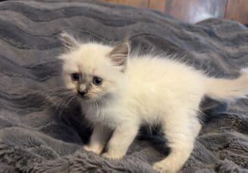 Lucy – Blue Point Mitted Ragdoll Kitten