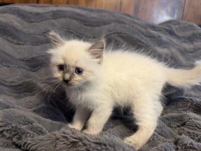 Lucy – Blue Point Mitted Ragdoll Kitten