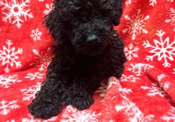 Black and brown mini poodles akc