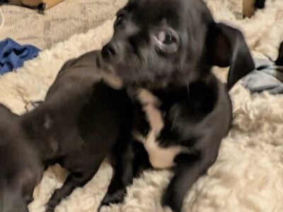 I have chiweenie puppies