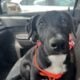 Pup for adoption
