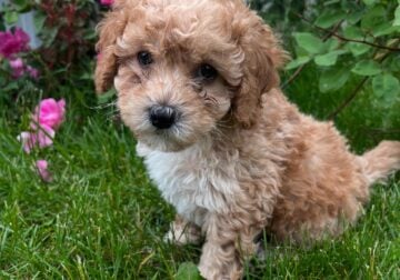 Kojo (puppy)