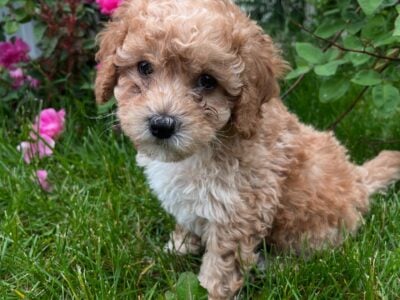 Kojo (puppy)