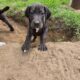 Great Dane Puppies