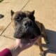 1 year old AKC registered female