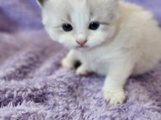 Ragdoll Kitties