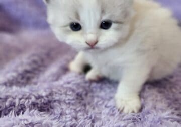 Ragdoll Kitties
