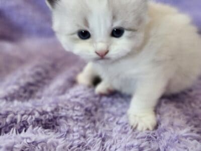 Ragdoll Kitties