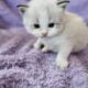 Ragdoll Kitties