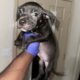 Tri bully pitbull puppies