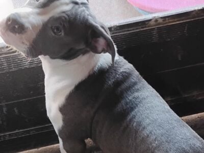 5 months old puppy