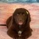 AKC Newfoundland’s Full Registration