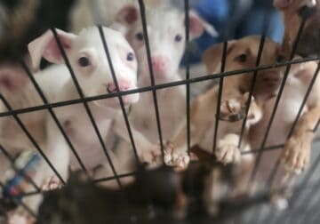 Puppies