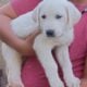 Great Pyrenees’ and white Labrador puppies!