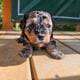 Maltipoo liter