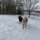 Alaskan malamute for adoption