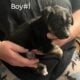 Puppies