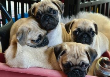 CKC Pug puppies