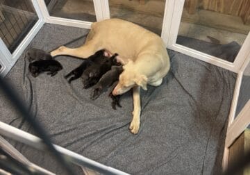 Doberman puppies