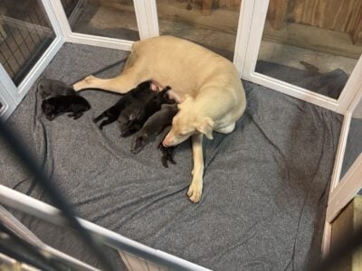 Doberman puppies