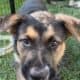 Hi I’m Nokie a 10.5 week Shepherd pup from Butler