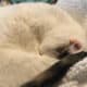 White Cat to Rehome