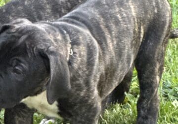 2 presa canario puppies for sale