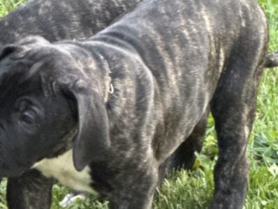 2 presa canario puppies for sale