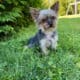 3 year old Morkie, Coco