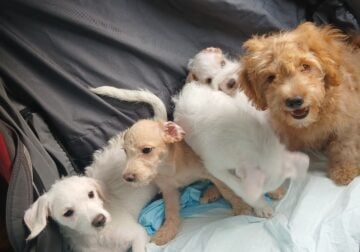 Poodle chihuahua mix