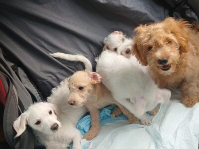 Poodle chihuahua mix