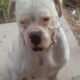 Big boy stud