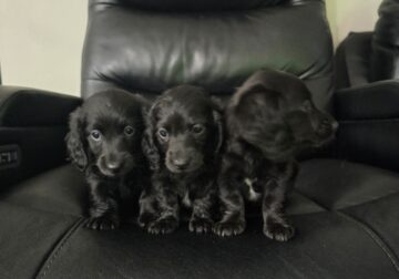 Dachshund Babies !