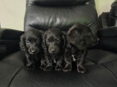 Dachshund Babies !