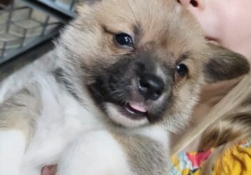 Pembroke Welch Corgi puppies