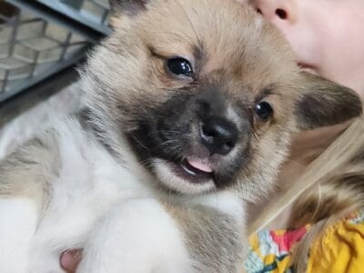 Pembroke Welch Corgi puppies