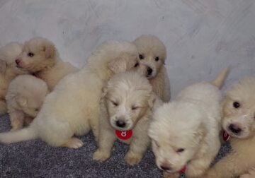 For Sale