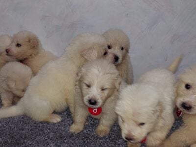For Sale