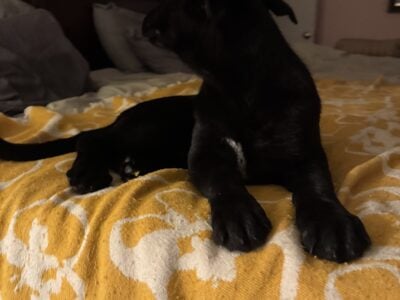 Litter of 8 GS/Belgian Malinois/Malamute