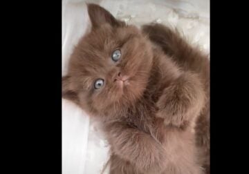 BRITISH SHORTHAIR CHOCOLATE KITTENS FOR SALE