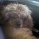 18 month old American Cocker Spaniel for sell