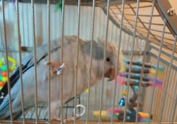 Quaker Parrot