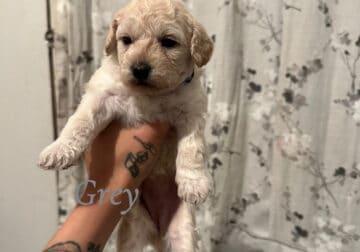 Shih Tzu Puppies