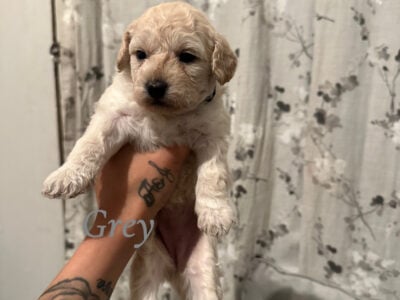 Shih Tzu Puppies