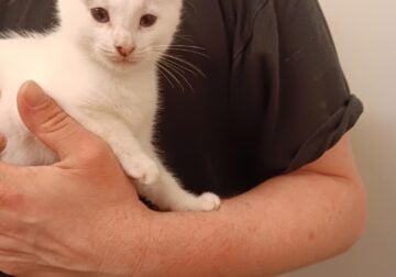 2 12 week old female kittens looking for homes!